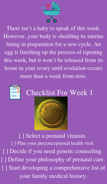 egg pregnancy week 1